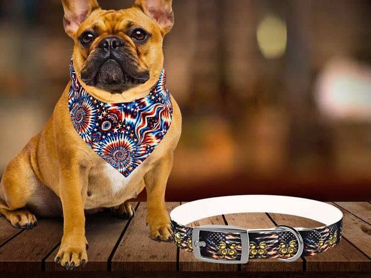πΎ Dog Collars & Accessories Collection