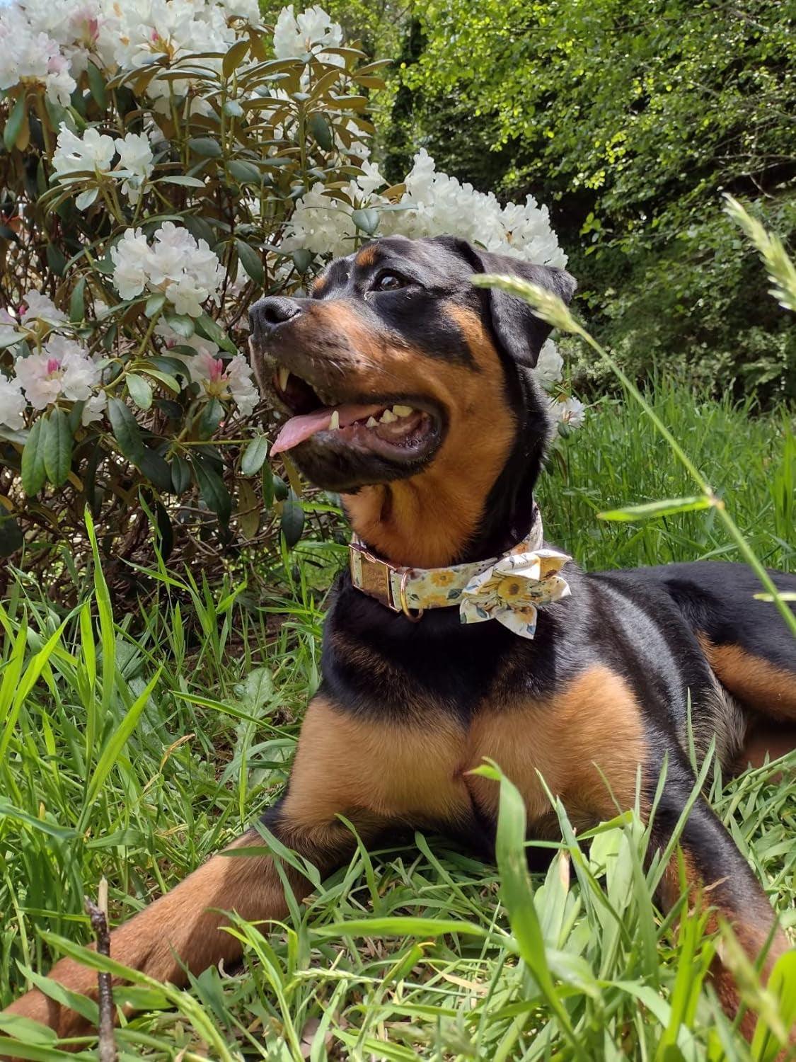 Sunflower Girl Dog Collar for Female Dogs, Pet Collar Adjustable Dog Collars with Flower Gift for Medium Dogs