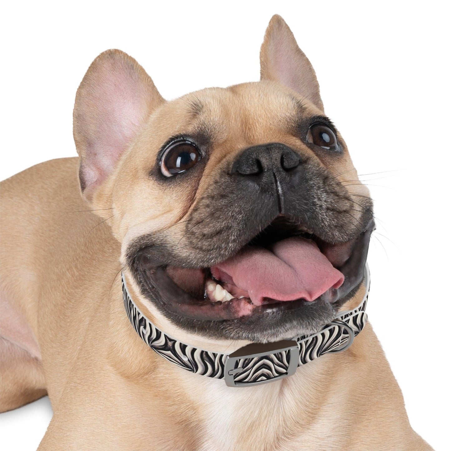 Zebra Zoom Zoom Dog Collar