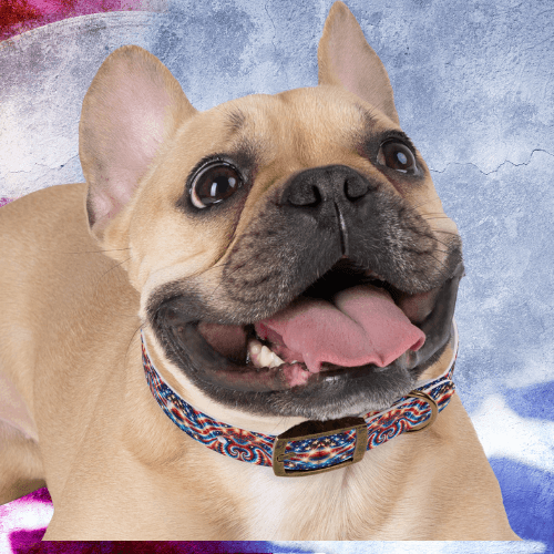 Liberty Swirl Dog Collar ππΎ