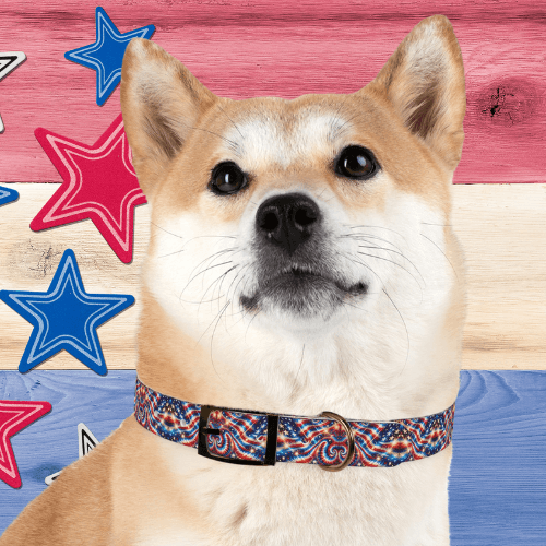 Liberty Swirl Dog Collar ππΎ