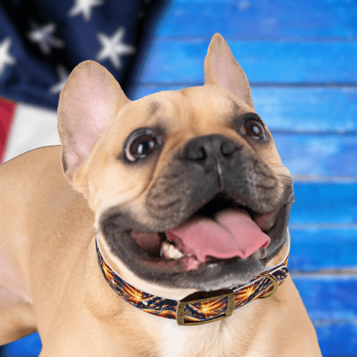 Bright Patriot Sky Dog Collar🌞🐾