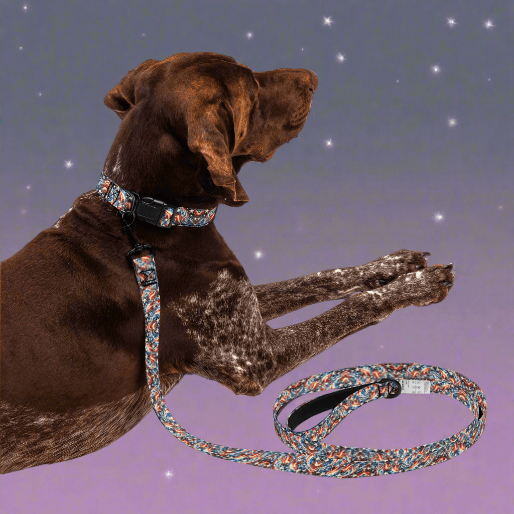 Starlight Swirls Pet collar & leash🌟✨