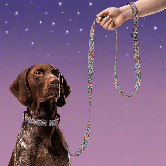 Starlight Swirls Pet collar & leash🌟✨